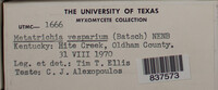 Metatrichia vesparium image